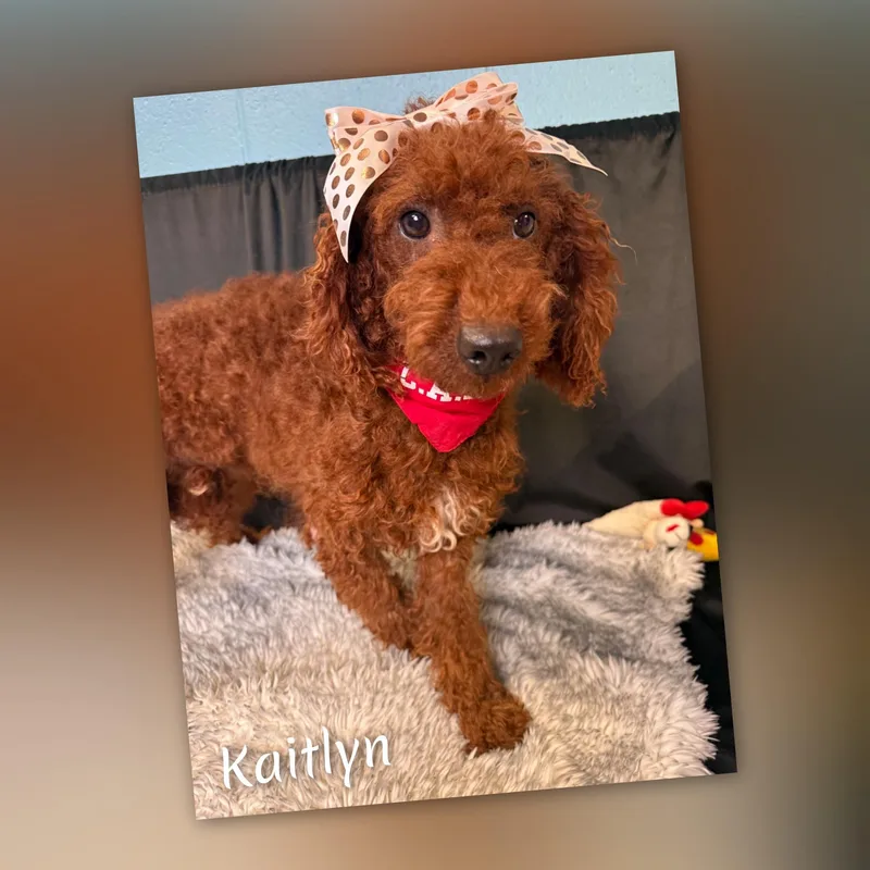 A young medium-sized female Red / Chestnut / Orange Goldendoodle dog named Kaitlyn for adoption in Fredericksburg, VA