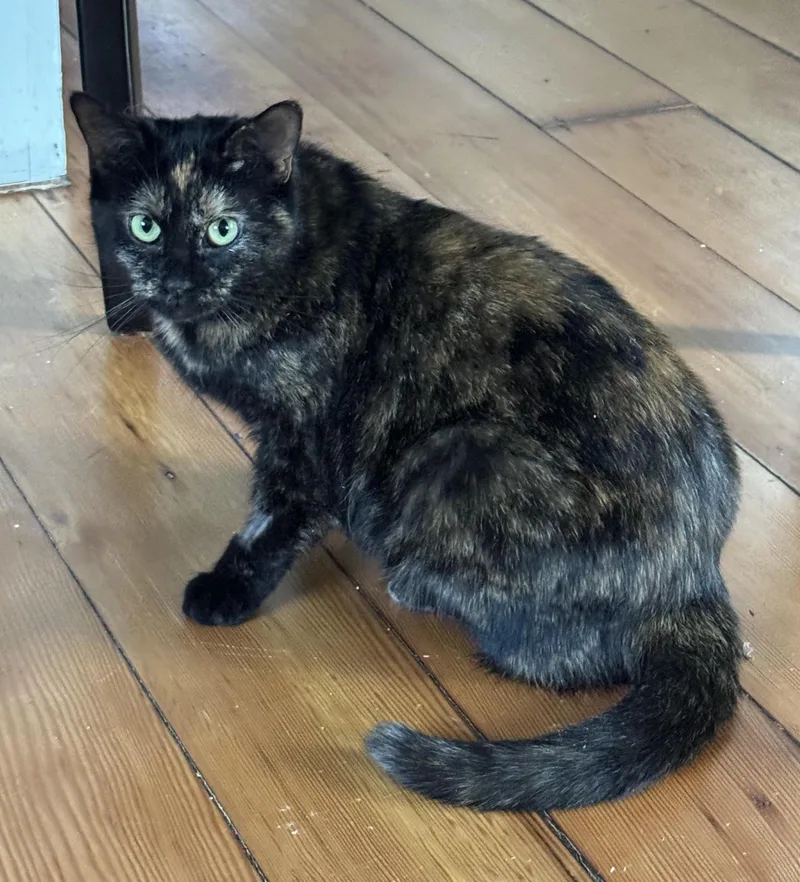 Priscilla thumbnail 2