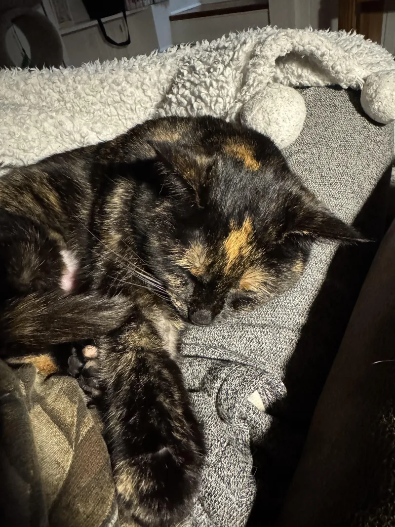 Priscilla thumbnail 3