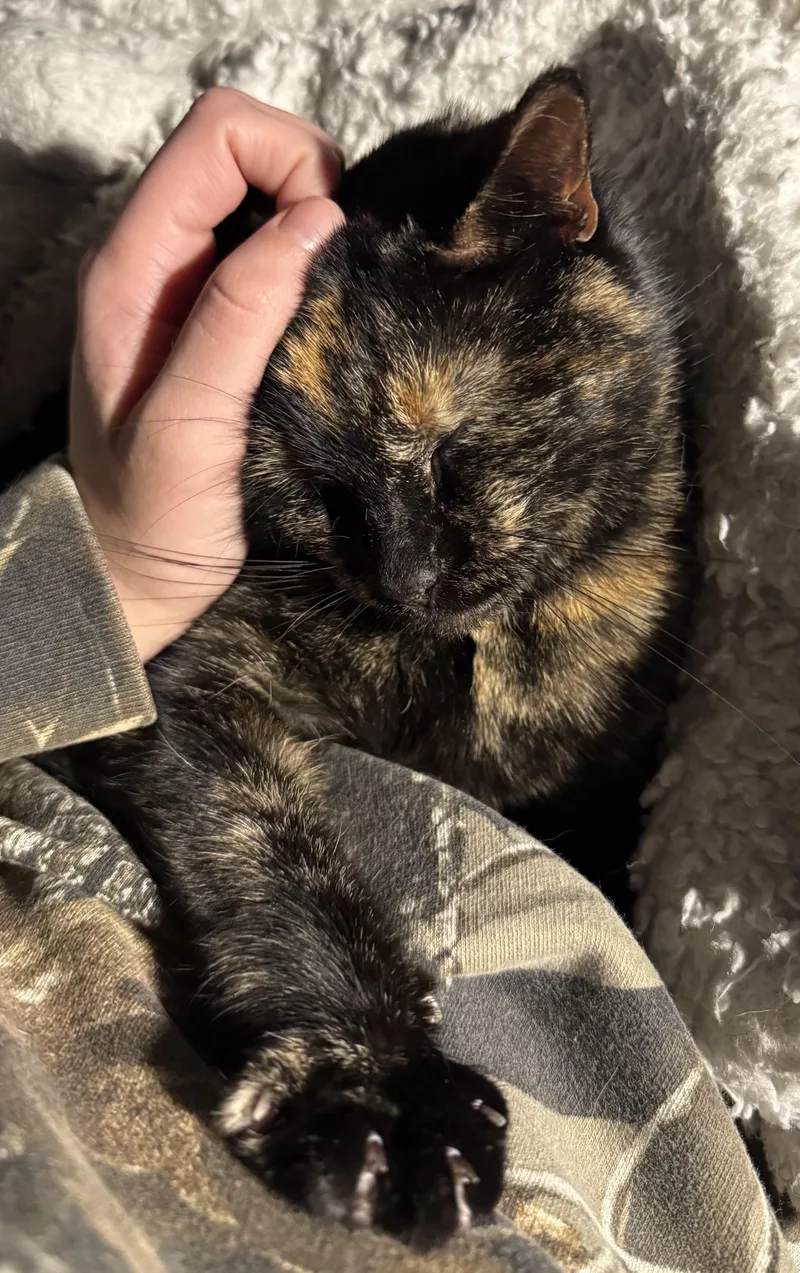 Priscilla thumbnail 4