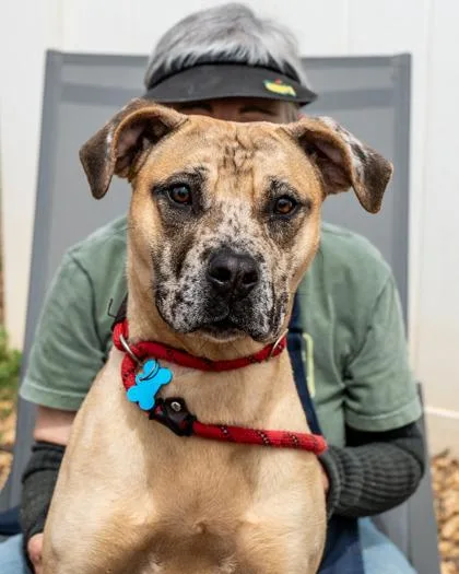 An adult large-sized female Mixed Breed dog named Little Red for adoption in Chamblee, GA