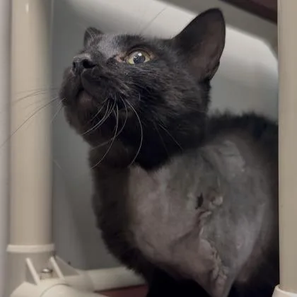 A young medium-sized male Domestic Short Hair cat named Pirate for adoption in Janesville, WI