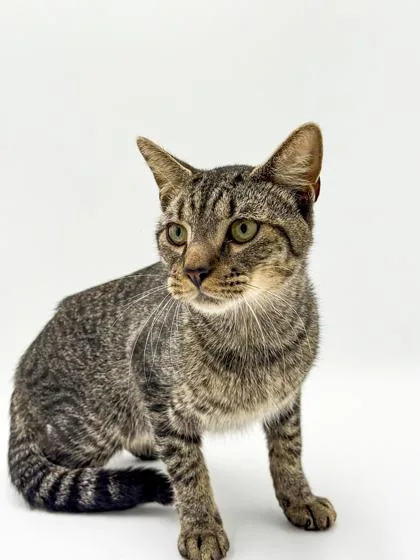 An adult small-sized male Domestic Short Hair cat named Po Po for adoption in Bowling Green, KY