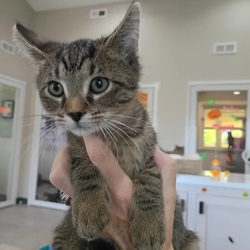 A baby small-sized male Domestic Short Hair cat named Boston for adoption in Muncie, IN