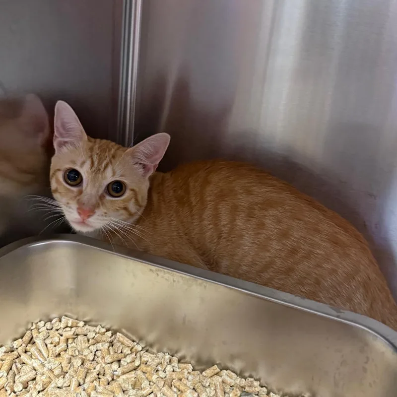 A young medium-sized male Orange / Red Domestic Short Hair cat named Simba for adoption in Pensacola, FL