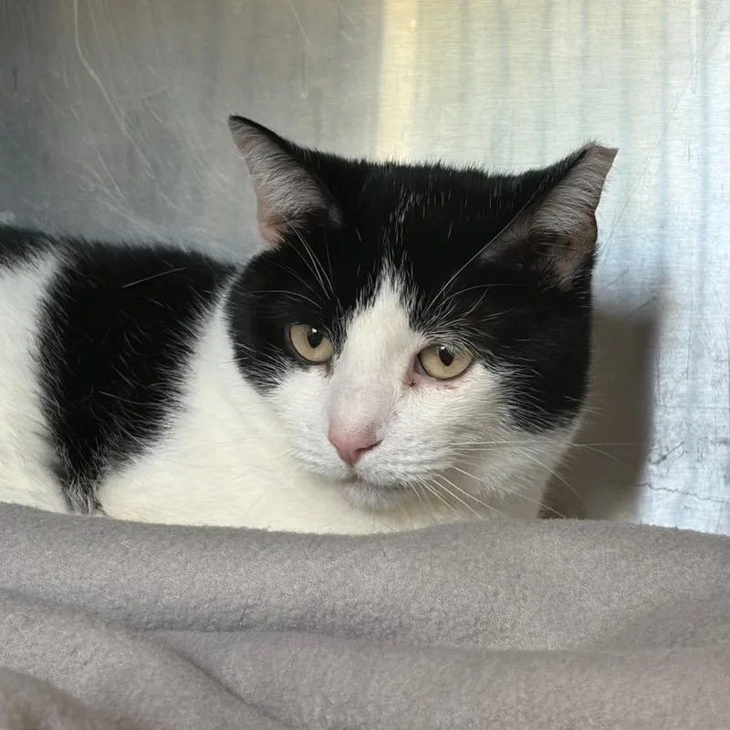 An adult large-sized female Domestic Short Hair cat named Oreo for adoption in Cumming, GA