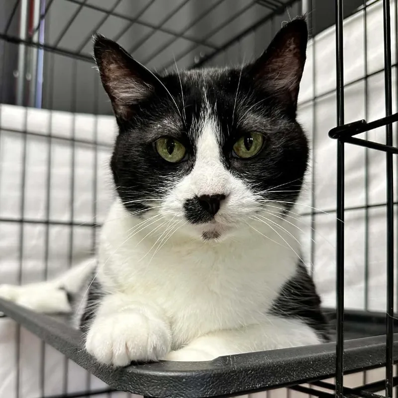 Samantha Washington Petsmart