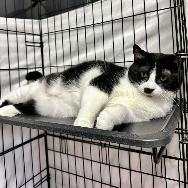 Samantha Washington Petsmart thumbnail 2