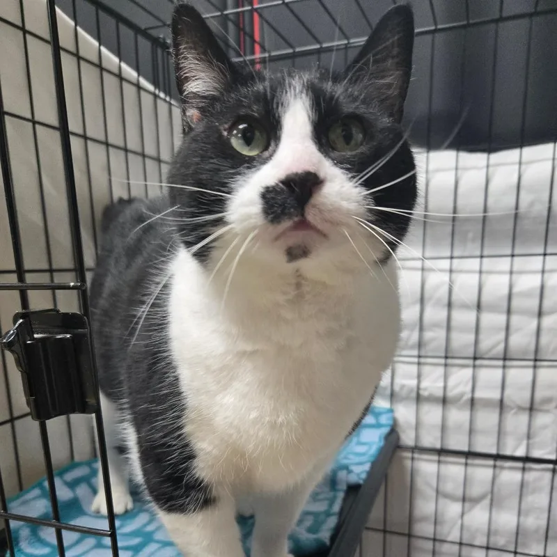 Samantha Washington Petsmart thumbnail 3