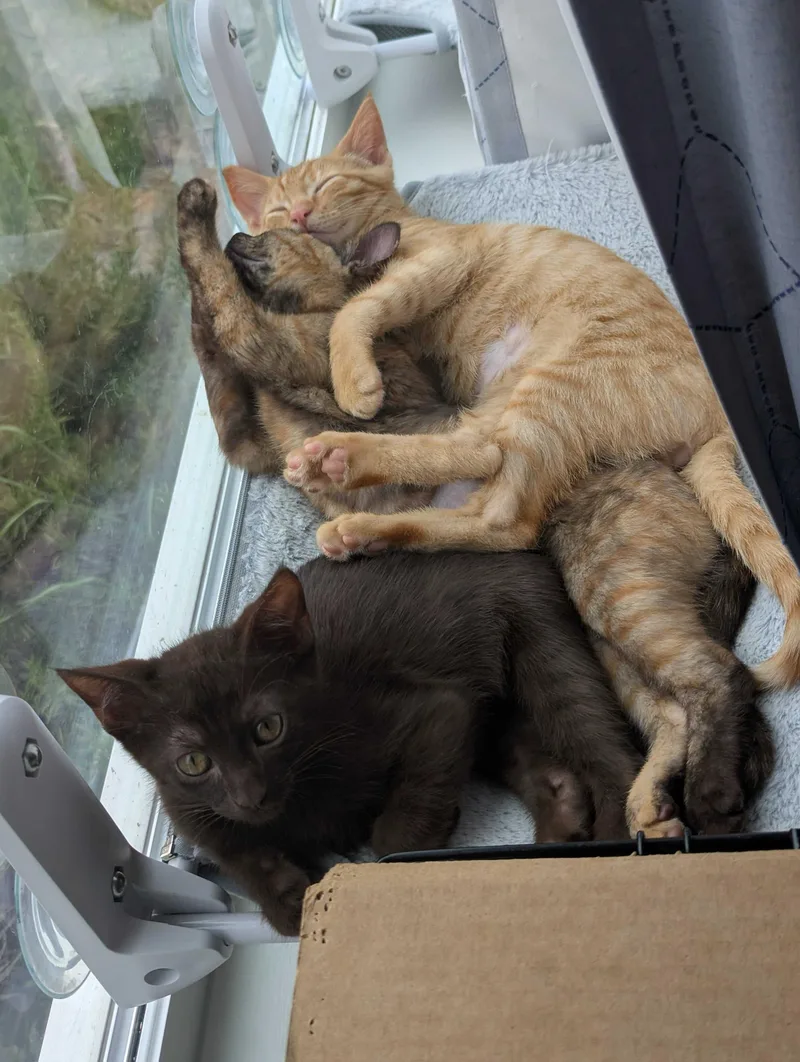A baby large-sized male Tabby (Orange / Red) Domestic Short Hair cat named Steve and Howard for adoption in Seattle, WA