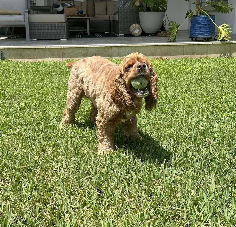 An adult large-sized male Cocker Spaniel dog named Reign for adoption in Cape Coral, FL