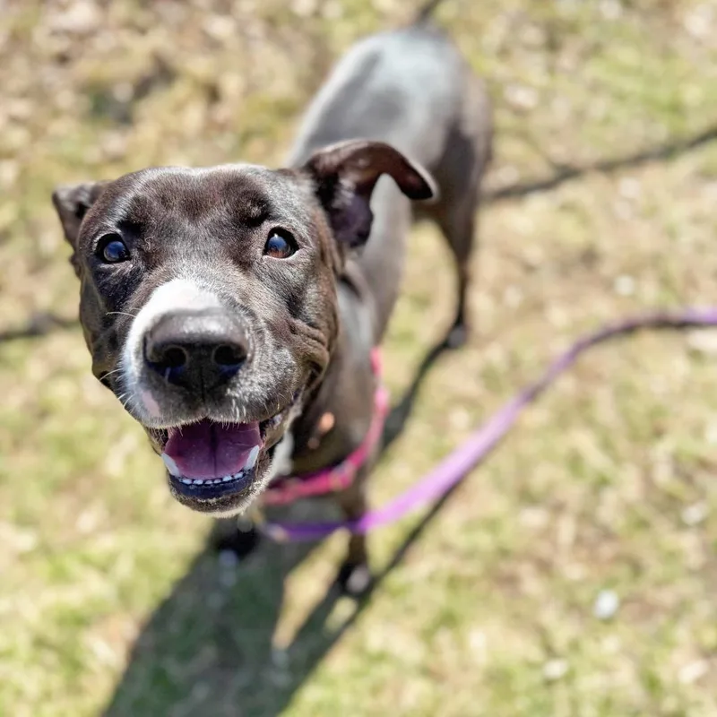 An adult medium-sized female Black Mixed Breed dog named Josie for adoption in Oshkosh, WI