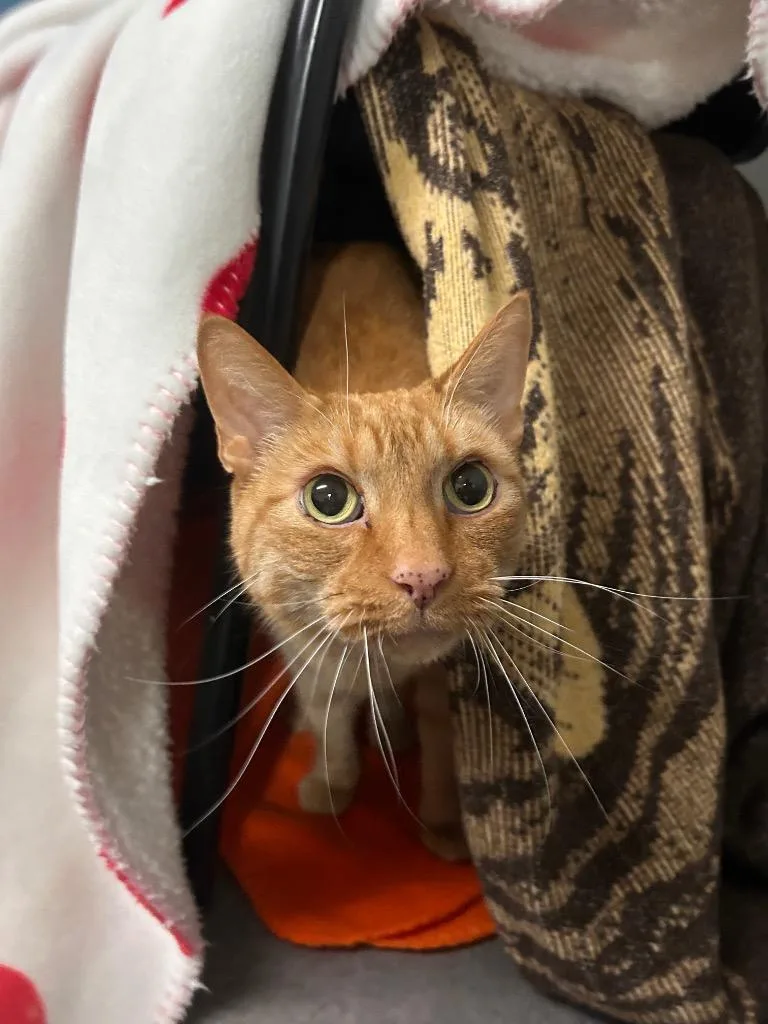 A senior medium-sized male Domestic Short Hair cat named Riff for adoption in Minot, ND