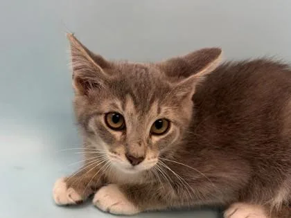 A baby small-sized female Domestic Short Hair cat named Marisol for adoption in Woodbury, MN