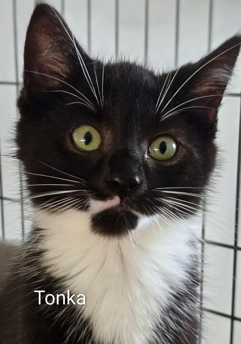 A baby medium-sized male Black & White / Tuxedo Domestic Short Hair cat named Tonka for adoption in Colfax, IA