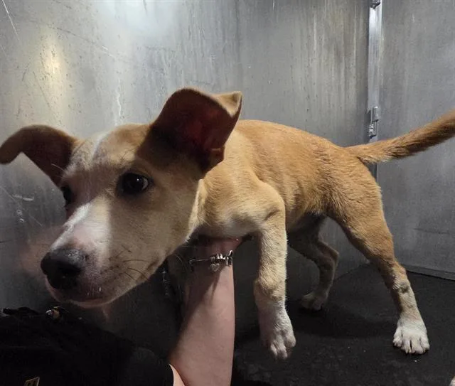 A young small-sized female American Staffordshire Terrier dog named Thing for adoption in San Antonio, TX