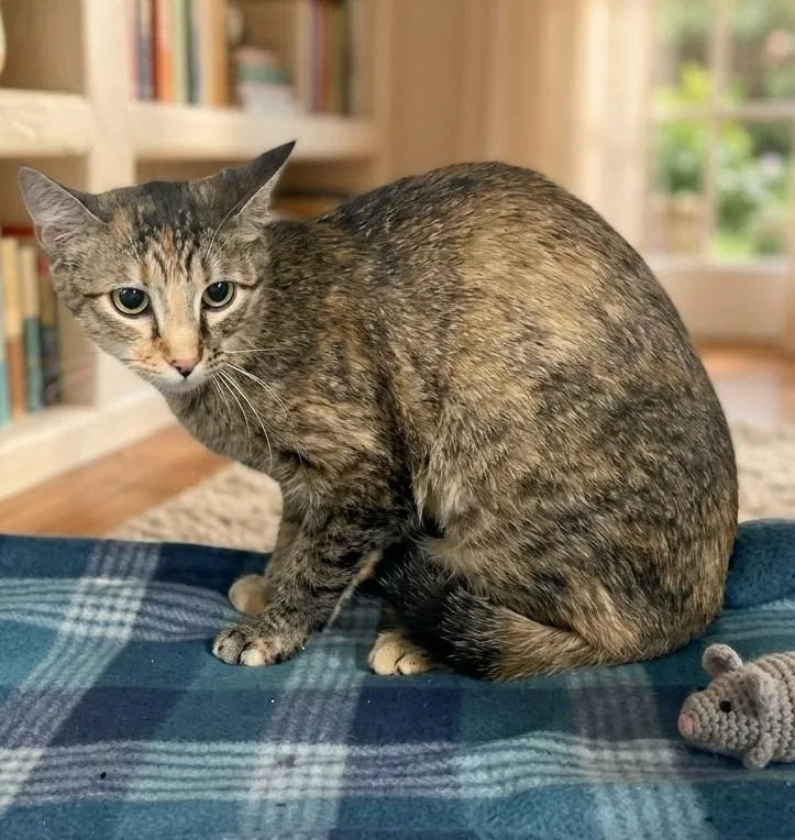 A baby medium-sized female Calico cat named Abbey for adoption in Pittsfield, IL