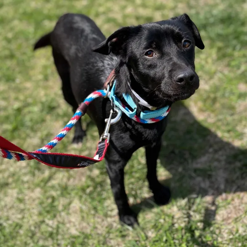 An adult small-sized male Black Mixed Breed dog named Mitch for adoption in New York, NY