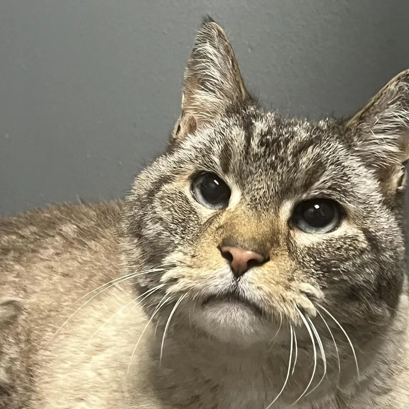 Chairman Meow thumbnail 2