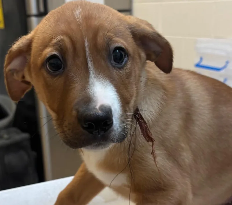 Templeton thumbnail 2