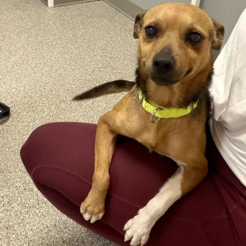 A young small-sized male Terrier dog named Haze for adoption in Whitehall, PA