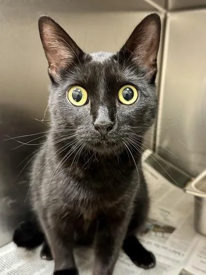 Mewtiny