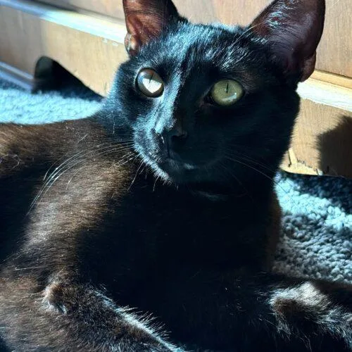 A young medium-sized male Black Domestic Short Hair cat named Burt Macklin for adoption in Fishers, IN