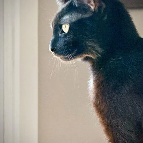 Burt Macklin thumbnail 3