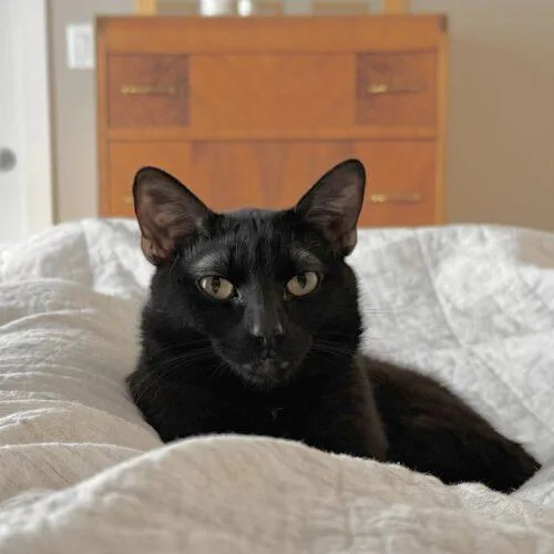 Burt Macklin thumbnail 4