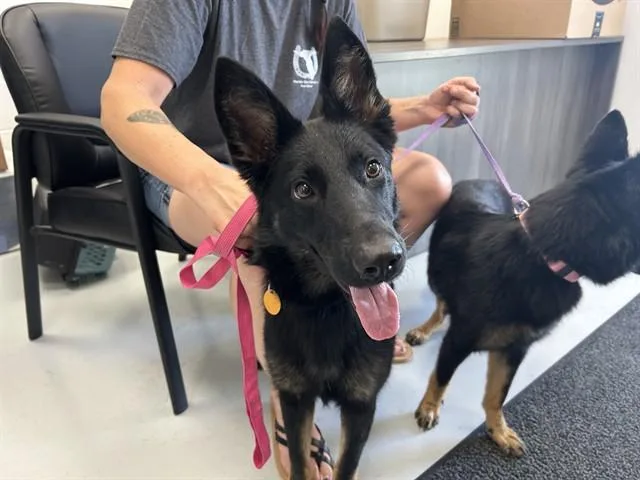A young medium-sized female German Shepherd Dog dog named Finley for adoption in Ocala, FL