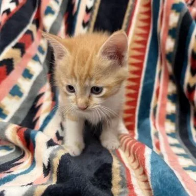 A baby small-sized female Orange / Red Domestic Short Hair cat named Sunny Side Up for adoption in Spruce Pine, NC
