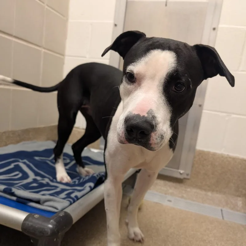 An adult medium-sized female White / Cream Pit Bull Terrier dog named Louisiana for adoption in League City, TX