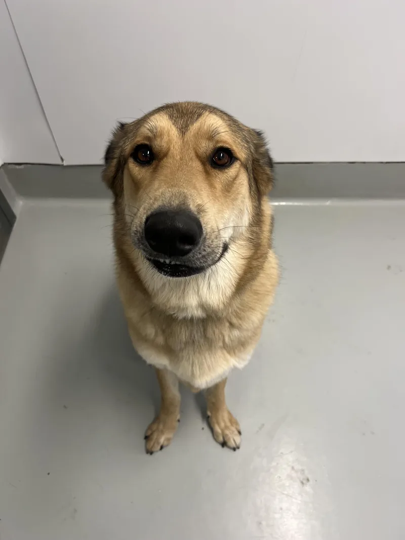 An adult large-sized male Anatolian Shepherd dog named Pachuco for adoption in Chico, CA