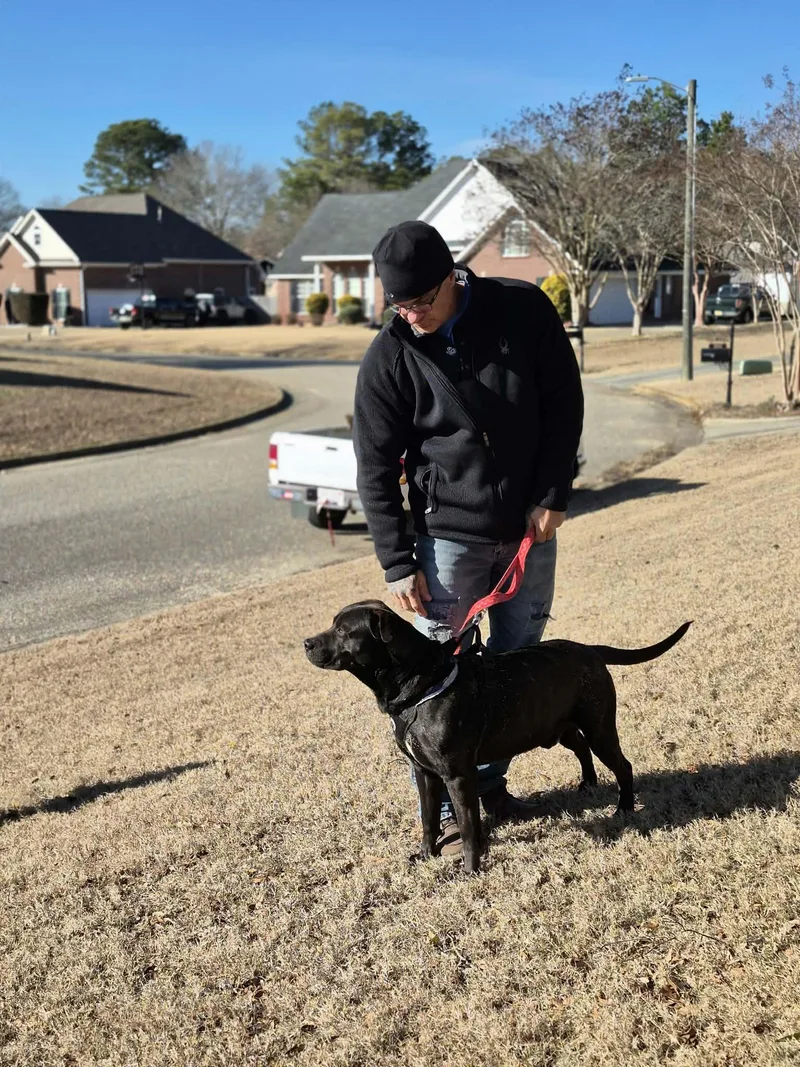 Louie Purebred Lovehoundlabretriever