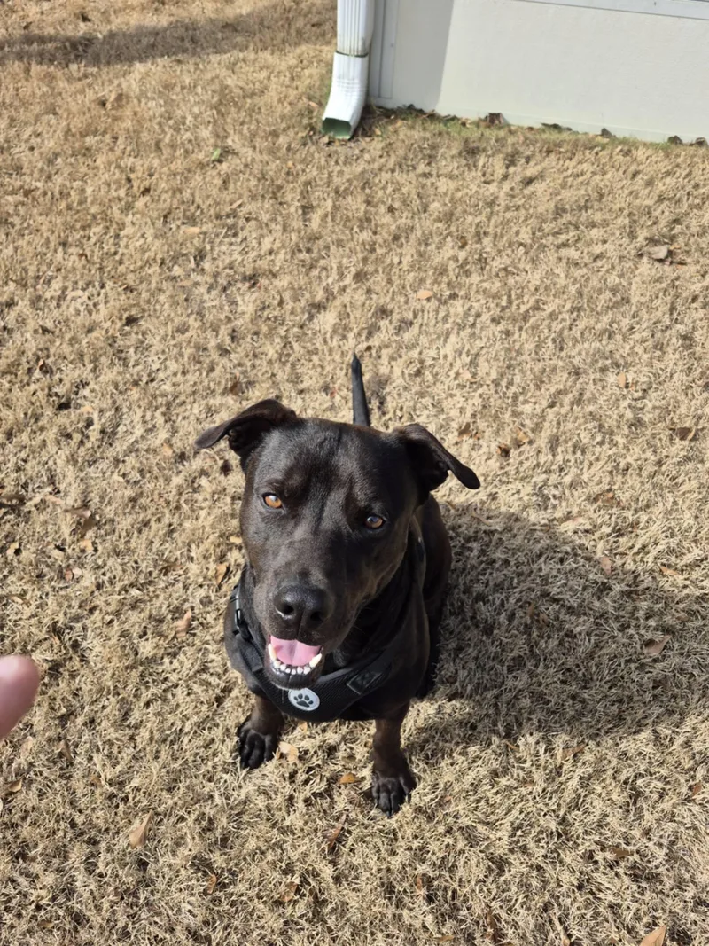 Louie  Purebred Lovehoundlabretriever thumbnail 2