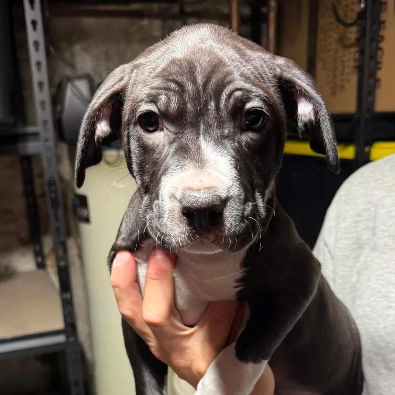 A baby medium-sized female Black Mixed Breed dog named Della for adoption in DeKalb, IL