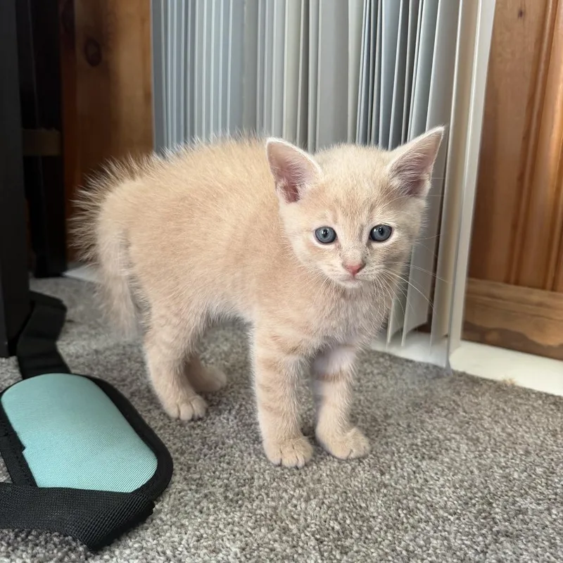 A baby small-sized male Buff / Tan / Fawn Domestic Short Hair cat named Karl for adoption in Carmel, IN