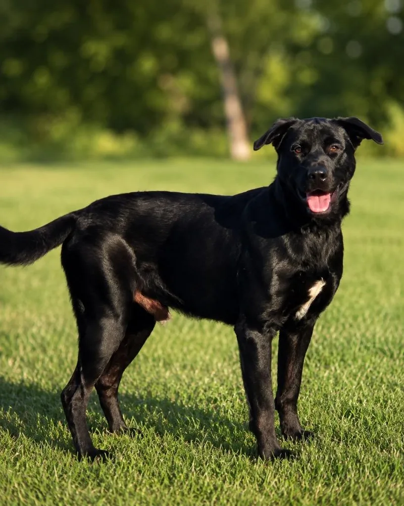 A baby large-sized male Labrador Retriever dog named Dave for adoption in North Syracuse, NY