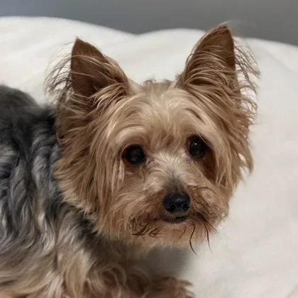 An adult small-sized female Yellow / Tan / Blond / Fawn Yorkshire Terrier dog named Gracie for adoption in Sacramento, CA