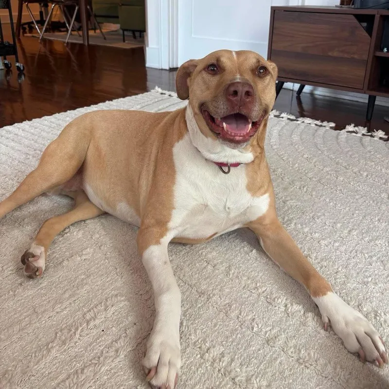 An adult large-sized female American Staffordshire Terrier dog named Saffron for adoption in Long Island City, NY