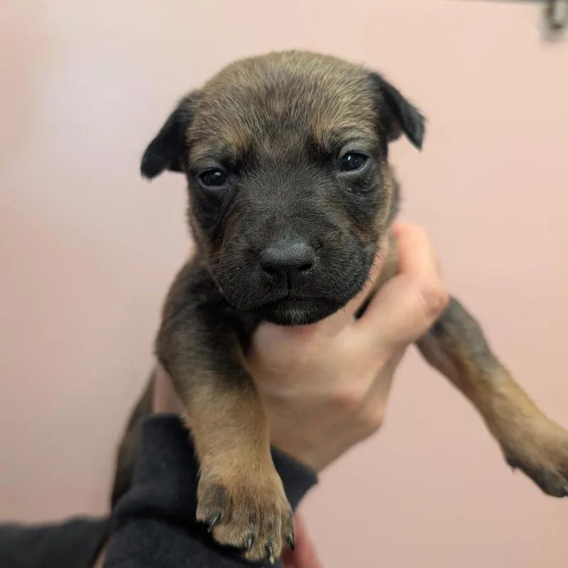 A baby small-sized female Brown / Chocolate Mixed Breed dog named M&M McFlurry for adoption in Huntsville, AR