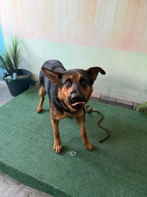 An adult medium-sized female German Shepherd Dog dog named A for adoption in Baldwin Park, CA
