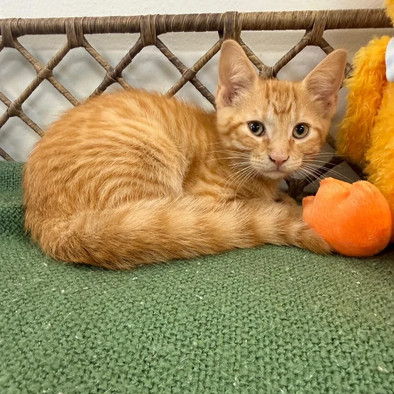 A baby small-sized male Orange / Red Domestic Short Hair cat named Pounce for adoption in Houston, TX