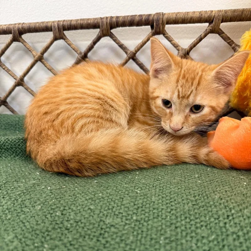 Pounce thumbnail 2