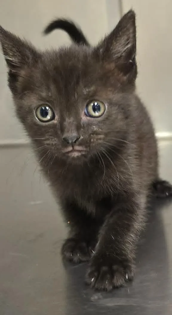 A baby medium-sized female Black Domestic Short Hair cat named Prim for adoption in Orange, VA