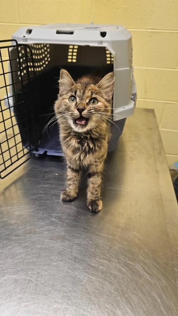 A baby small-sized female Domestic Short Hair cat named Miss Farina Bean for adoption in Crossville, TN