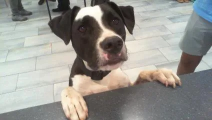 A young medium-sized male Mixed Breed dog named Paco for adoption in Charlotte, NC