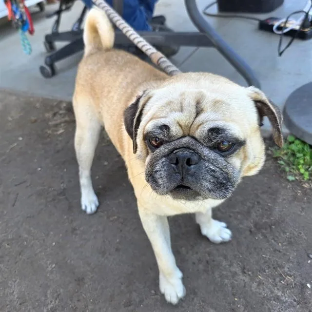 An adult small-sized male Pug dog named Pork Bun for adoption in Long Beach, CA