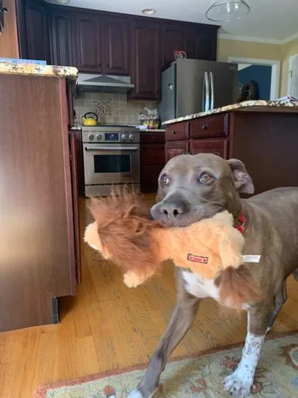 An adult large-sized male Mixed Breed dog named Jameson for adoption in West Chester, PA