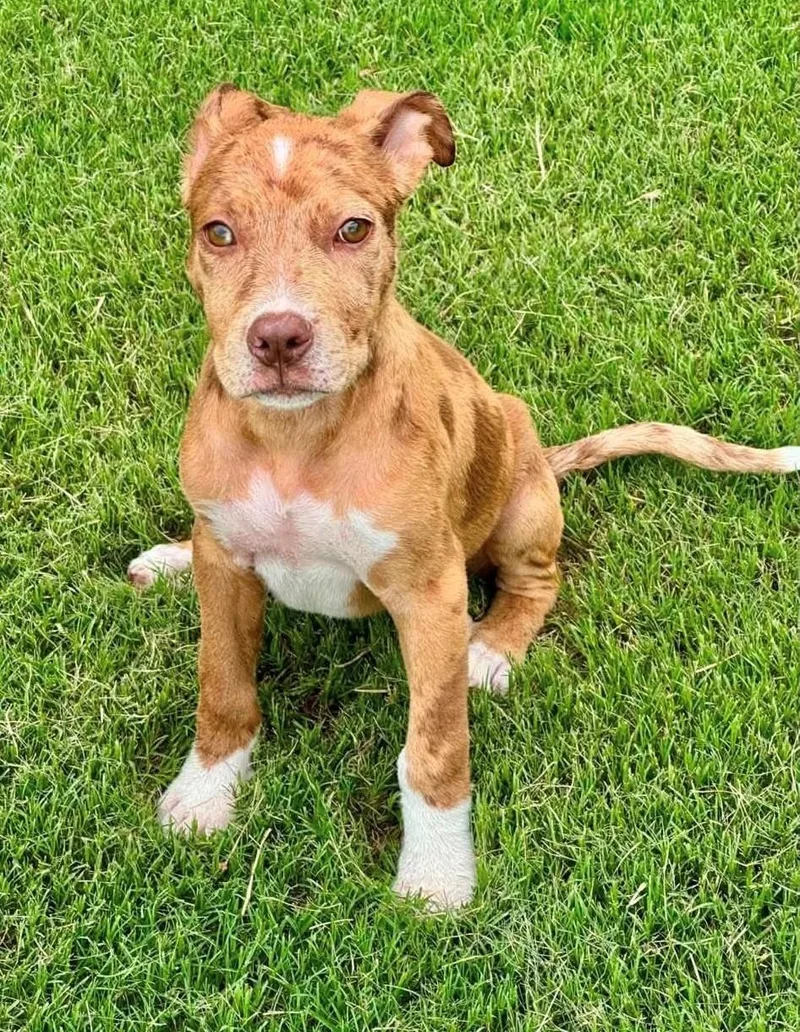 A baby medium-sized male White / Cream Boxer dog named Baby G for adoption in Pleasant Valley, NY